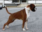Steinkjer 06.09.2014 - Steinkjer hundeklubb - BIR -  Norsk Championat