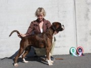 Klepp 14.09.2014 - Norsk Schnauzer Bouvier Klubb Sør-Rogaland - 2 BTK