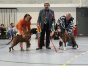 Klepp 14.09.2014 - Norsk Schnauzer Bouvier Klubb Sør-Rogaland - BIR
