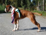 Steinkjer 06.09.2014 - Steinkjer hundeklubb - BIM