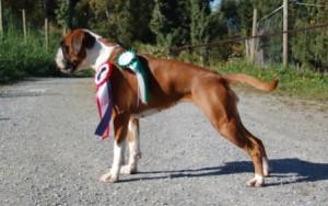Birkeboxer Jackie - Klara 060914