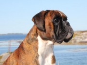 Eppertshausen 29.03.2015 - Spezial Rassehunde Ausstellung Tysk BK - Boxer-Klub Gruppe Dieburg Eppertshausen - Tysk Championat