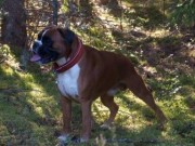 MH - 02.08.2014 Norsk Retriverklubb Kongsvinger, Bruvoll