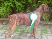 Rygge 20.09.2014 - Norsk Bearded Collie Klubb - BIM Valp