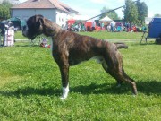 Klepp 13.09.2014 - Norsk Kennel Klub Rogaland - Cert