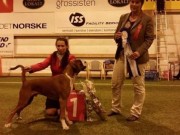 Harstad 04.10.2014 - Norsk Kennel Klub - BIR Valp - 1BIG