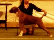Steinkjer 06.09.2014 - Steinkjer Hundeklubb - BIR Valp