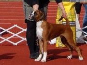 Sortland 20.09.2014 - Sortland Hundeklubb - BIR Valp - 3BIG