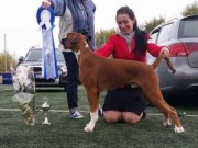 Sortland 21.09.2014 - Bjerkvik Hundeklubb - BIR Valp - 2BIG
