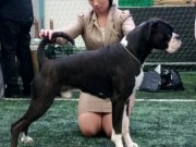 Steinkjer 06.09.2014 - Steinkjer hundeklubb - 2 BHK