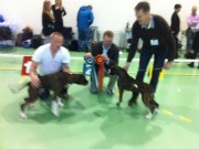 Klepp 19.10.2014 - Norsk Kennel Klub avd. Rogaland - BIR Valp - 4BIG