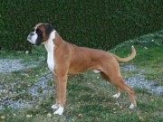 Harstad 04.10.2014 - Norsk Kennel Klub - Norsk Championat