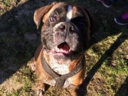 MH - 24.08.2014  Mandal hundeklubb