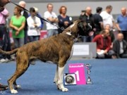 Westfalenhalen Dortmund 19.10.2014 - VDH Tysk kennel klubb - VHD Bundessieger - Deutscher Veteranen-Champion