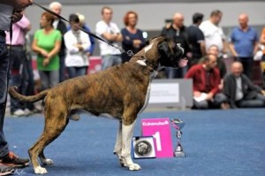 Pollux Canine Boxer Aroso VU