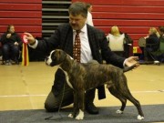 Kongsberghallen 08.11.2014 - Kongsberg hundeklubb - BIR Valp - 2BIG