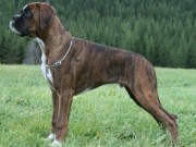Storås 09.11.2014 - Orkdal hundeklubb - BIR Valp