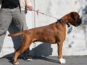 Fitjar 08.11.2014 - Stord Hundeklubb - BIR
