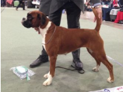 Dogs4All Nordisk Vinnerutstilling 16.11.2014 - Norsk Kennel Klub - BIM - Nordisk Vinner 2014