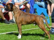 Dogs4All Nordisk Vinnerutstilling 16.11.2014 - Norsk Kennel Klub - BIR - Norsk Championat - Nordisk Vinner 2014
