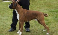 utstillingsboxer_tn
