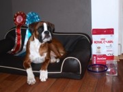 Letohallen 29.12.2014 - Norsk Dobermann Klub - BIR Valp - 2BIG