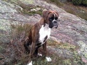 Sandefjord 17.01.2015 - Sandefjord hundeklubb - BIR Valp