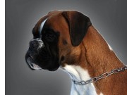 Dogs4All Nordisk Vinnerutstilling 16.11.2014 - Norsk Kennel Klub - 2BTK - Cert - Norsk Championat