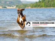 Husk ordinær påmeldingsfrist lørdag 8. august for NBK sin spesialutstillingen i Vestfold