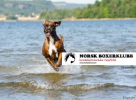 Vestfold boxer