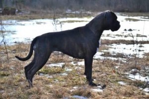 Handler's Pralin 070215