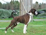 Exporama 08.02.2015 - Norsk Boxerklubb - 2BHK - Cert - Norsk utstillingschampionat
