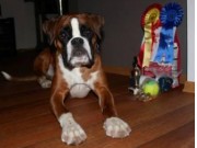 Hadeland 15.02.2015 - Hadeland Hundeklubb - BIR Valp - 2BIG
