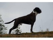 Moss 01.05.2015 - Moss og Omegn hundeklubb - Agility kl 2