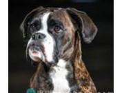 Stokke 09.04.2016 - Tønsberg Hundeklubb - Hopp klasse 2