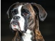 Moss 01.05.2016 - Moss Hundekllubb - Lydighet klasse 3