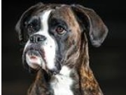 Stokke 09.04.2016 - Tønsberg Hundeklubb - Agility klasse 2
