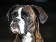 Tønsberg 11.09.2015 - Tønsberg Hundeklubb - Agility hopp 2