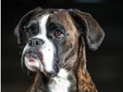 NKK Hamar 17.10.2015 - Hamar Hundeklubb - Agility 2