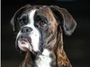 Askim 26.09.2015 - Indre Østfold Hundeklubb - LP Klasse 3