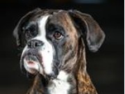 NKK Hamar 17.10.2015 - Hamar Hundeklubb - AG Hopp 2