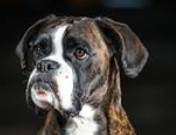 Askim 27.09.2015 - Indre Østfold Hundeklubb - Agility 2