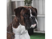 Kristiansand 14.03.2015 - Norsk Kennel Klub - CERT – 2BHK