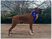 Syltesetra Fræna 28.02.2015 - Eide og Fræna Hundeklubb - BIR Valp - 2BIG