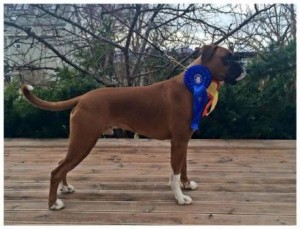 Miller av Boxerhuset
