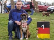 Leipzig Tyskland 05.04.2015 - Boxer-Klub Gruppe Leipzig - Spezial Rassehunde Ausstellung Tysk Boxer-Klub