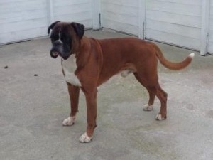 Boxy King av Hasseldalen 030415