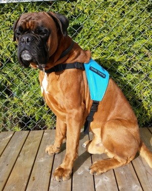 Aasvalls-Boxers Gizmo