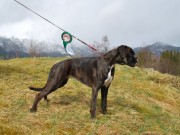 Bergen 12.04.2015 - Norsk Boxerklubb avd. Hordaland - BIM Valp