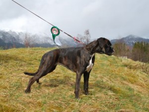 Wickie Av Miraculix 120415